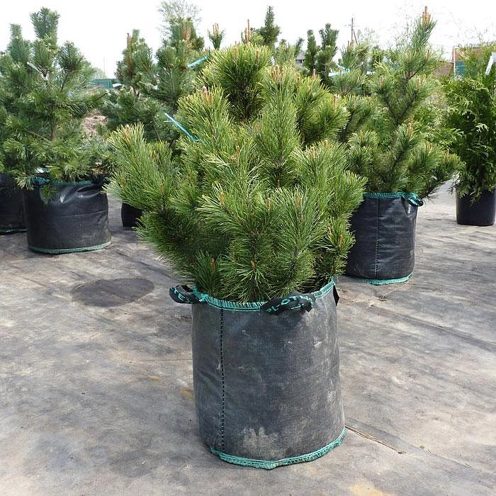 Сосна Черная (Pinus nigra)