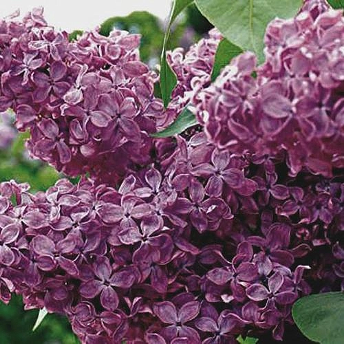 Сирень обыкновенная 'Леонид Колесников' (красно - фиолетовая)