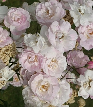 Роза 'Бланш Наузетт' (флорибундв, наузетовая) (бело - розовая)