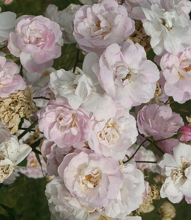 Роза 'Бланш Наузетт' (флорибундв, наузетовая) (бело - розовая)