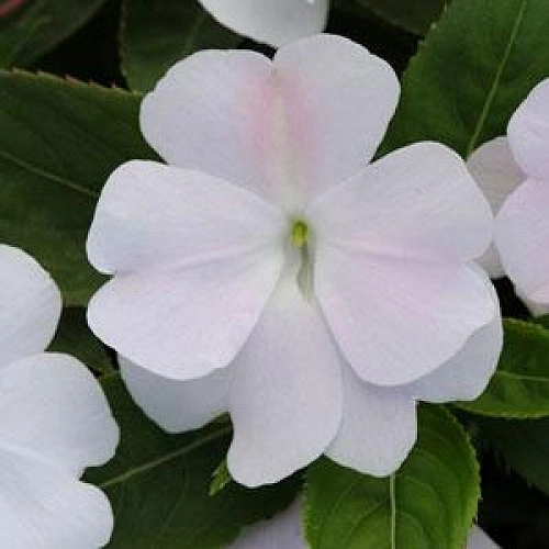 Бальзамин новогвинейский 'Дивайн Уайт Блаш' (белый)