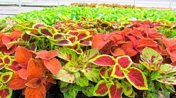 Колеус Блюма 'Визард' (смесь)