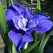 Ирис сибирский 'Рафлд Велвет'