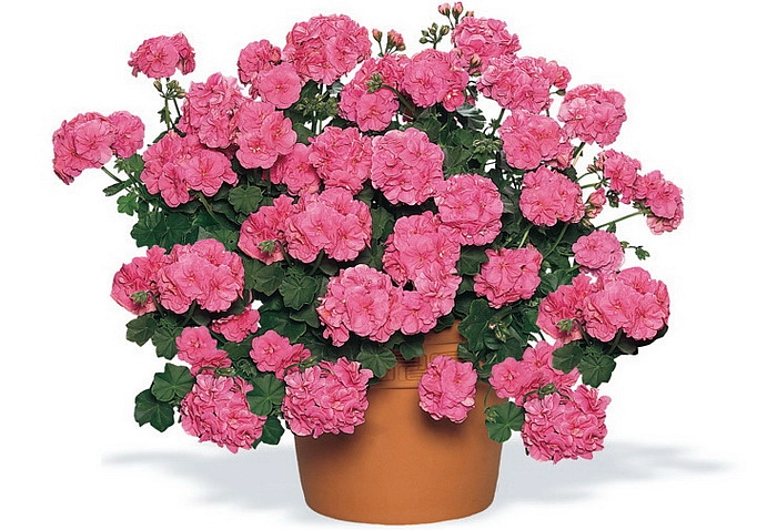 Пеларгония плющелистная 'Викки' (розовая)