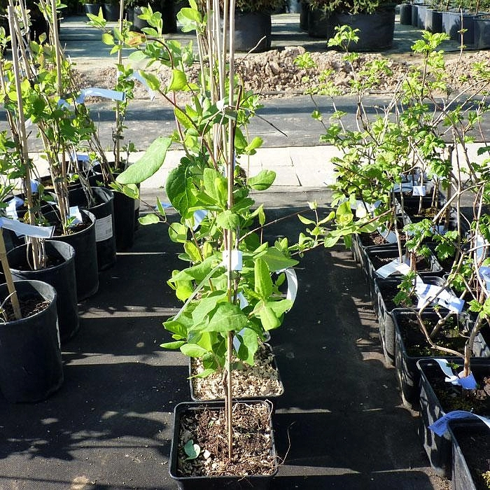 Жимолость вьющаяся Гекрота (Lonicera Heckrottii) Жимолость вьющаяся Гекрота (Lonicera Heckrottii)