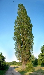 Тополь селекции Яблокова