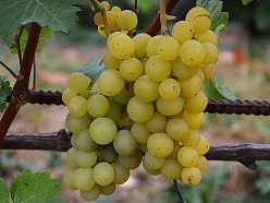 Виноград 'Русский янтарь' Виноград 'Русский янтарь'