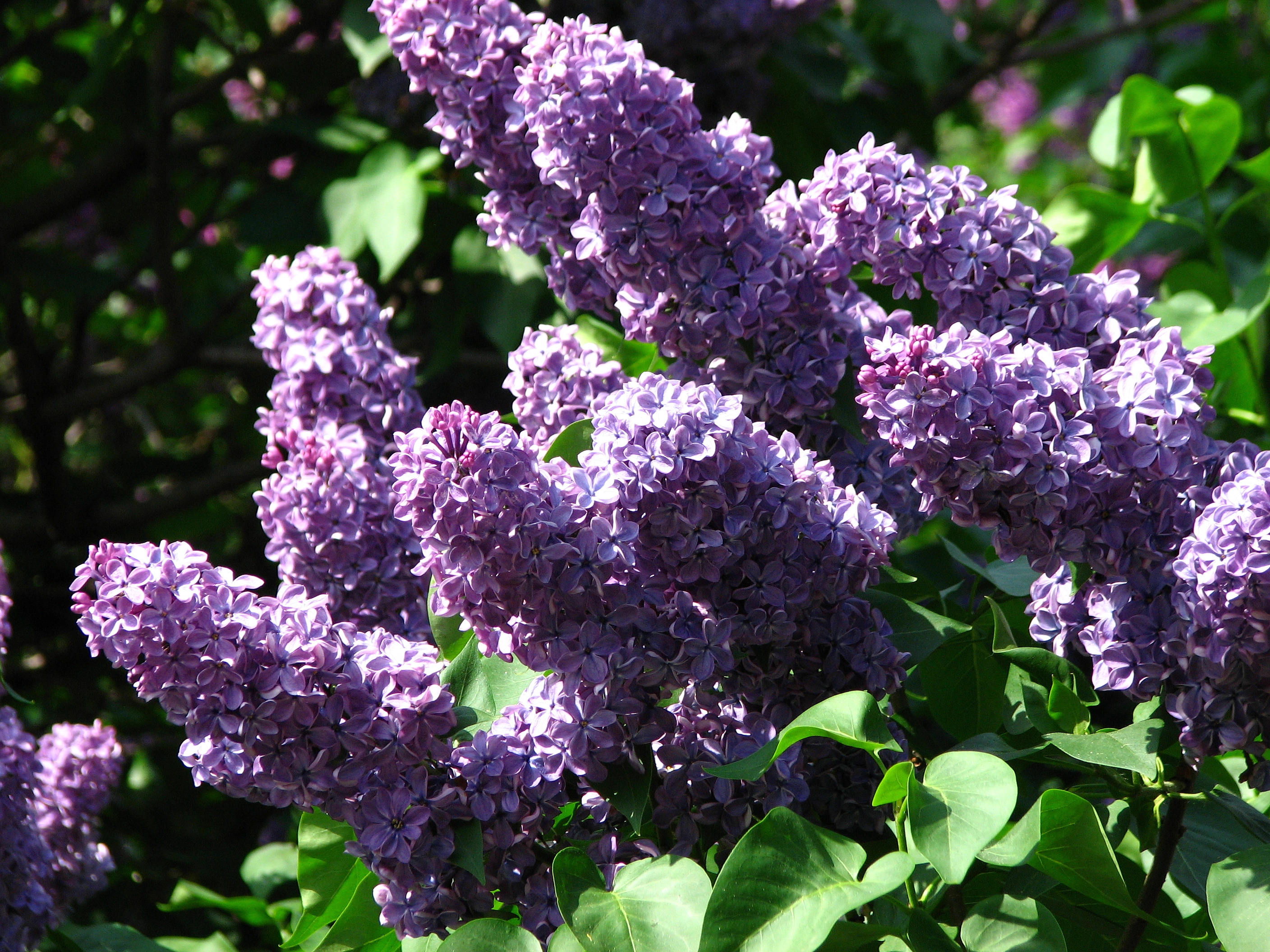 Сирень обыкновенная 'Кавур' (фиолетово - синия)