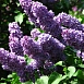 Сирень обыкновенная 'Кавур' (фиолетово - синия)