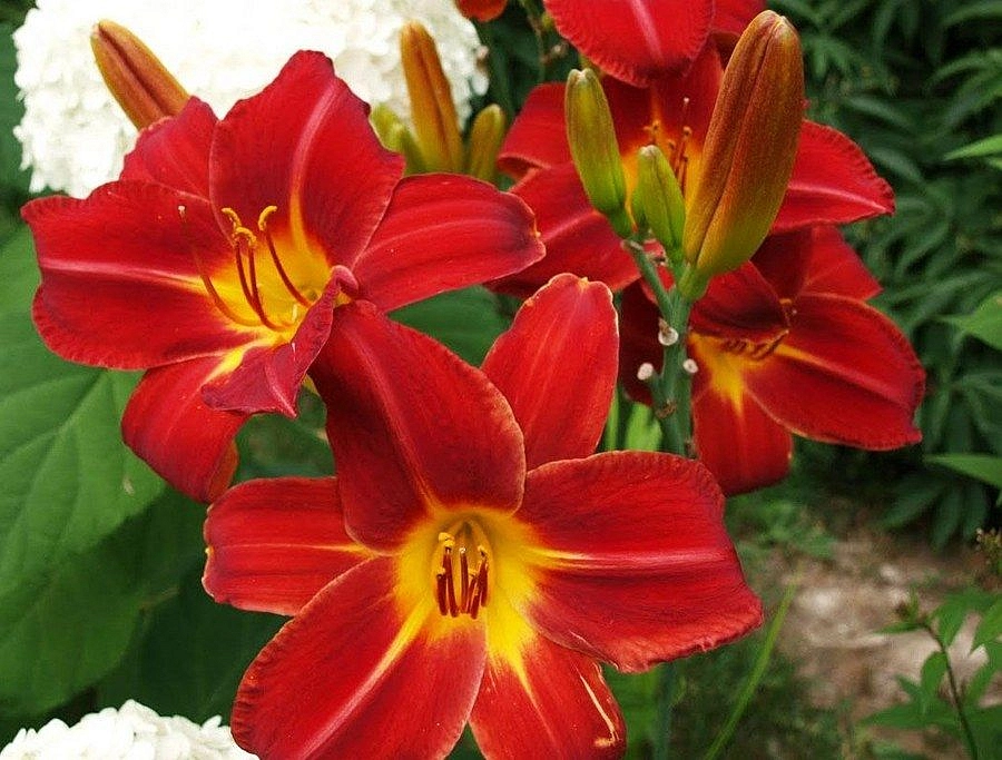 Лилейник гибридный 'Анзас' (красный)