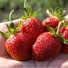 Земляника (клубника) 'Кокинская заря'