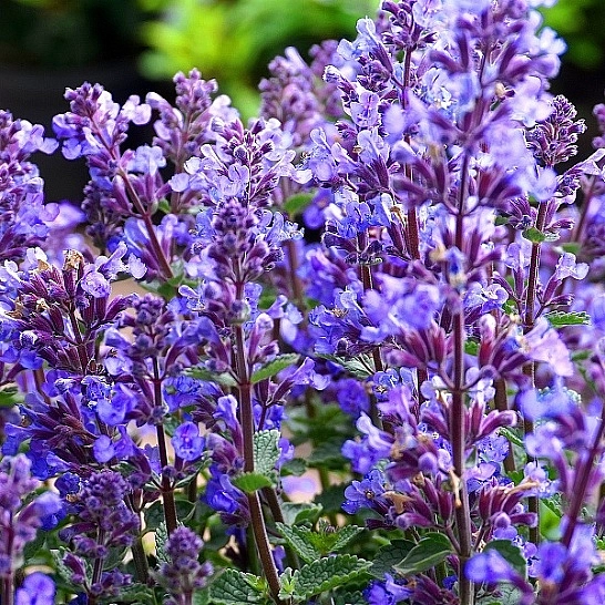 Котовник Фассенa 'Сикс  Хиллз Джайнт'