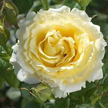 Роза 'Сирано де Бержерак' (плетистая) (желтая)