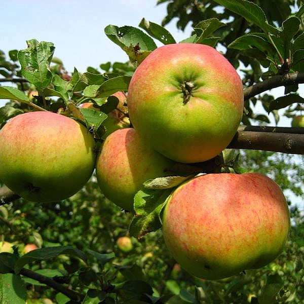 Яблоня домашняя 'Орловим'