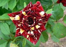 Роза 'Абракадабра' (чайно-гибридная)