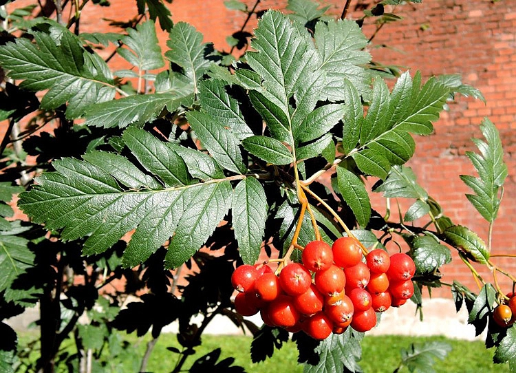 Рябина дуболистная (подвой)