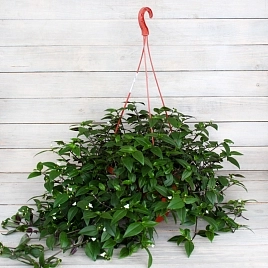 Традесканция ампельная (кашпо)