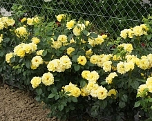 Роза 'Лихтконигин Лючия' (парковая) (желтая)