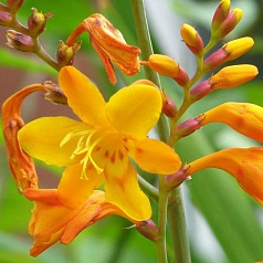 Крокосмия 'Колумбус'