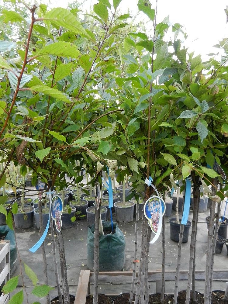 Миндаль трехлопастный Миндаль трехлопастный