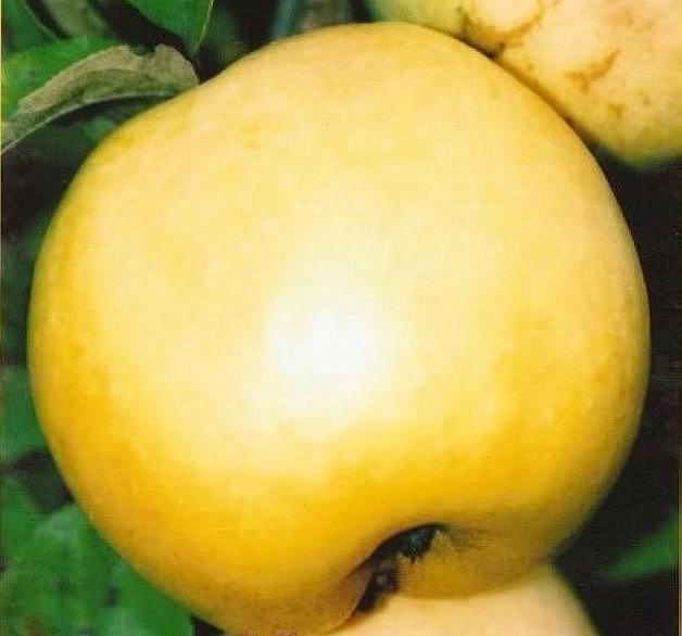 Яблоня домашняя 'Антоновка Золотистая'