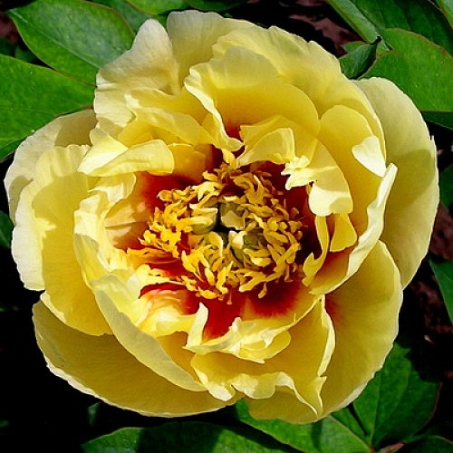 Пион Ито-гибрид 'Бордер Чарм' (желтый)