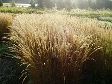 Луговик дернистый (щучка) 'Бронзешляйер'