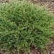 Можжевельник горизонтальный 'Прострата' 