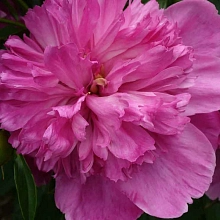 Пион молочноцветковый 'Августин Дор' (розовый)