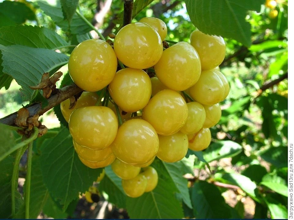 Черешня 'Малыш'