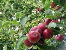 Яблоня колоновидная 'Черный магнат'