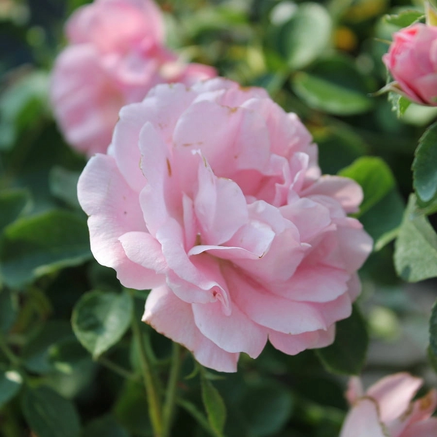 Роза 'Зоммервинд' (почвопокровная) (розовая)