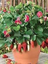 Земляника (клубника) 'Тарпан'