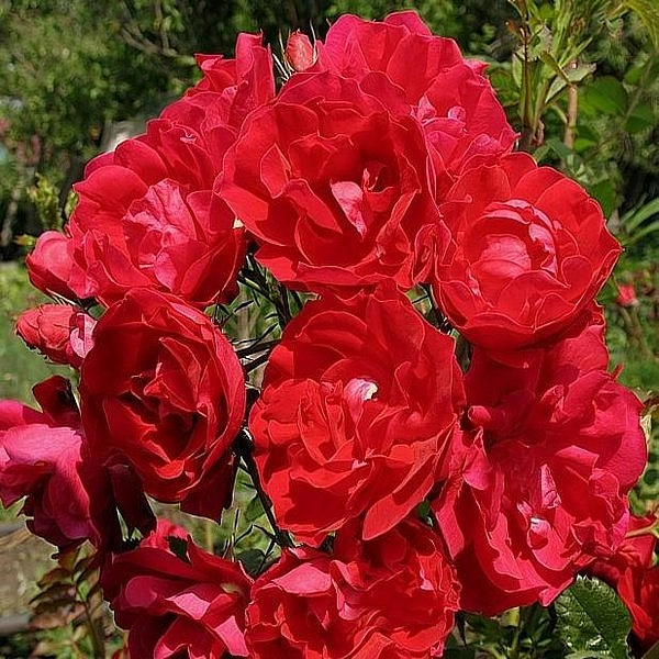 Роза 'Аделаида Худлесс' (парковая) (красная) купить по цене 690,00 руб. руб. в Москве в садовом центре Южный