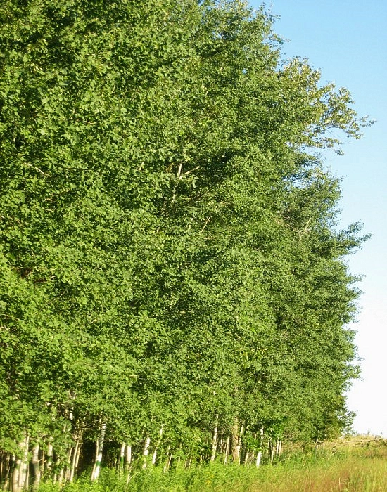 Тополь бальзамический