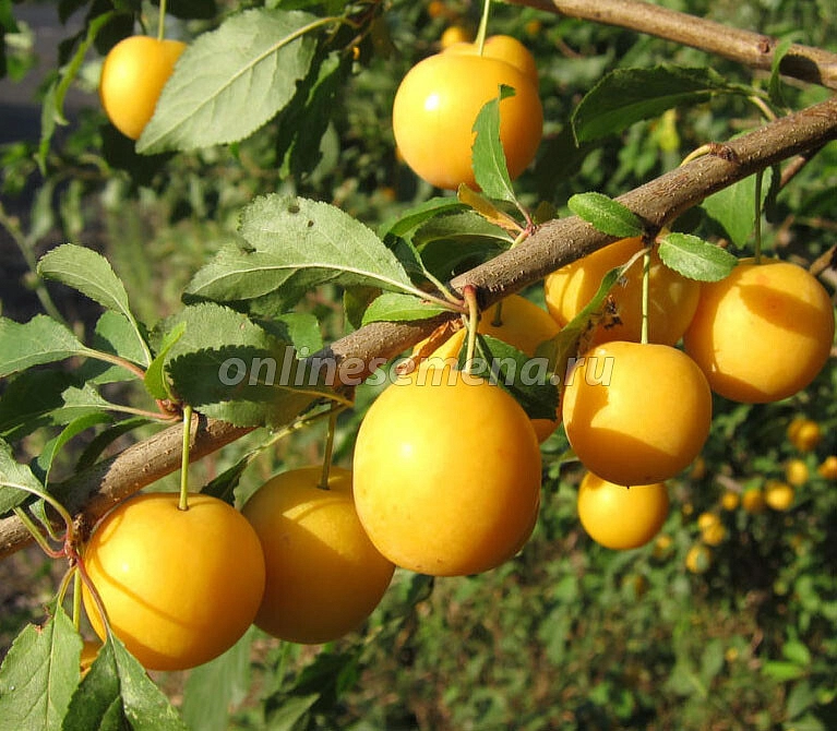 Слива 'Восход'