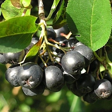 Рябина черноплодная (арония) 'Черный великан'