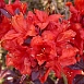 Рододендрон желтый (азалия) 'Роял Комманд' (красный)