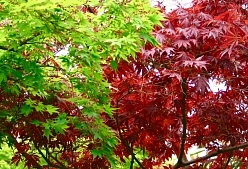 Клен красный Клен красный