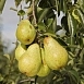 Груша 'Вильямс'