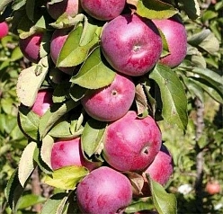 Яблоня колоновидная 'Каскад' Яблоня колоновидная 'Каскад'