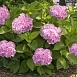 Гортензия крупнолистная 'Эндлесс Саммер пинк'