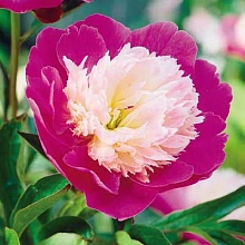 Пион молочноцветковый 'Санта Фе'