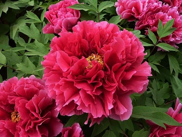 Пион древовидный 'Каоу' (винно - красный)