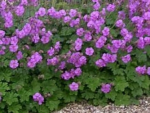 Герань кантабрийская 'Кембридж'