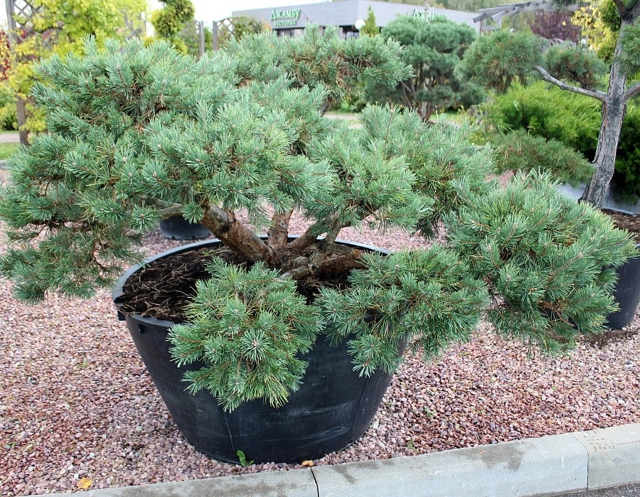 Сосна обыкновенная 'Репенс' бонсай