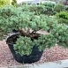 Сосна обыкновенная 'Репенс' бонсай