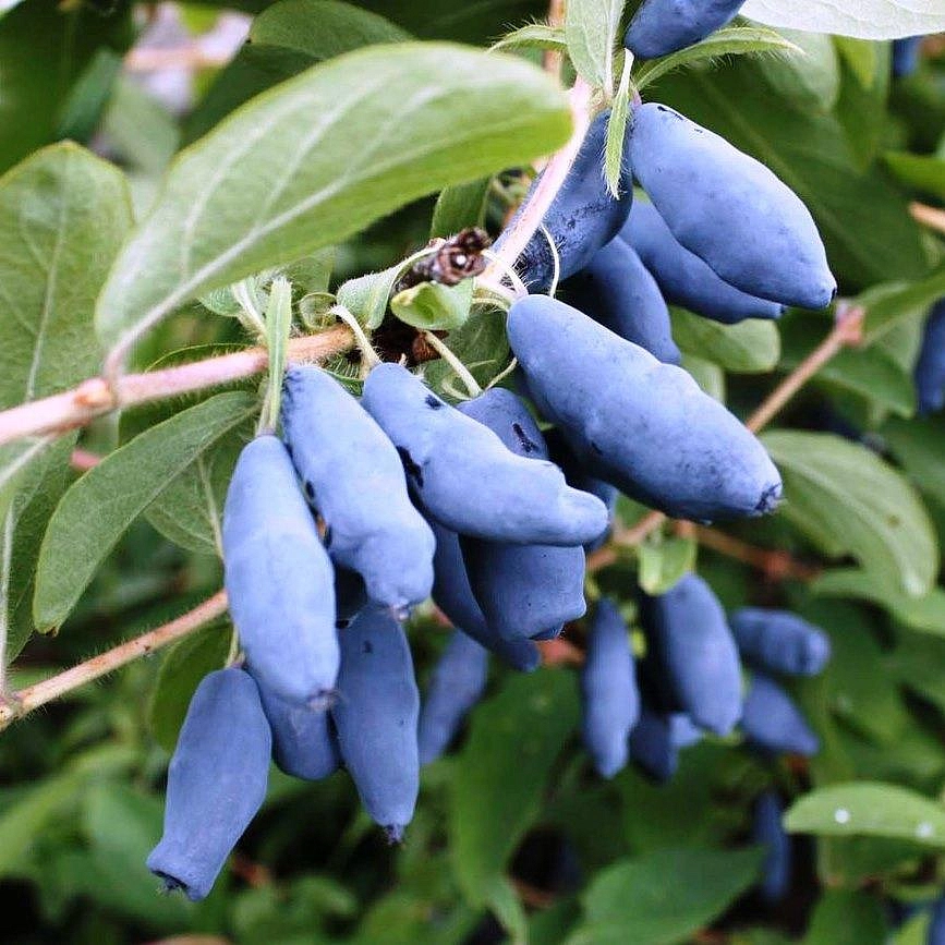 Жимолость съедобная 'Авача'