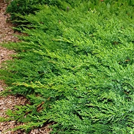 Можжевельник даурский 'Ленинград'