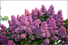 Сирень обыкновенная 'Великая Победа' (розово-лиловая)
